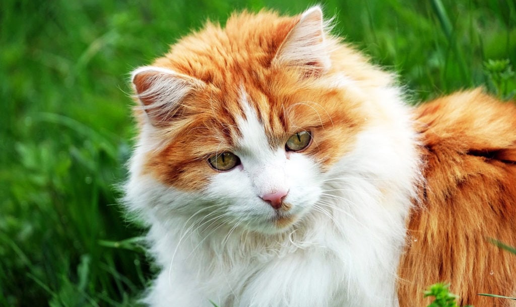 rudy kotek zrozumiecpupila